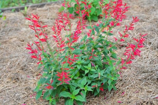 Pineapple Sage @ Hello Hello Plants