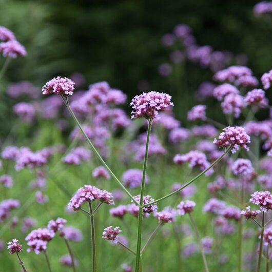 Verbena Bonariensis @ Hello Hello Plants