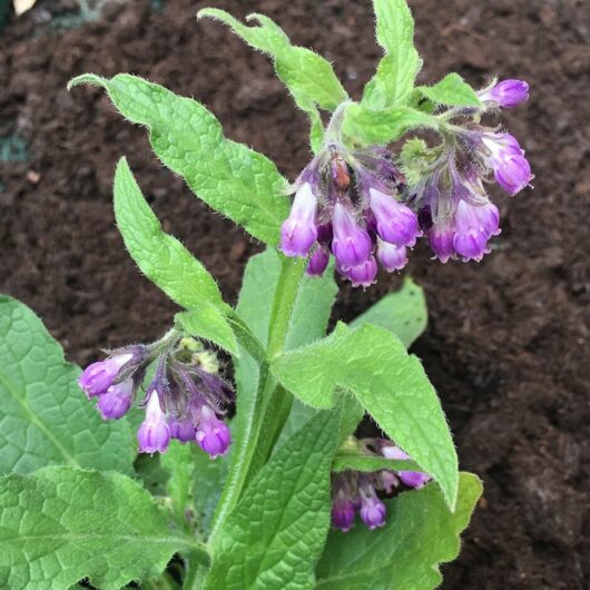 Comfrey @ Hello Hello Plants