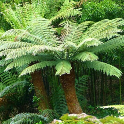 Dicksonia 'Soft Tree Fern' @ Hello Hello Plants