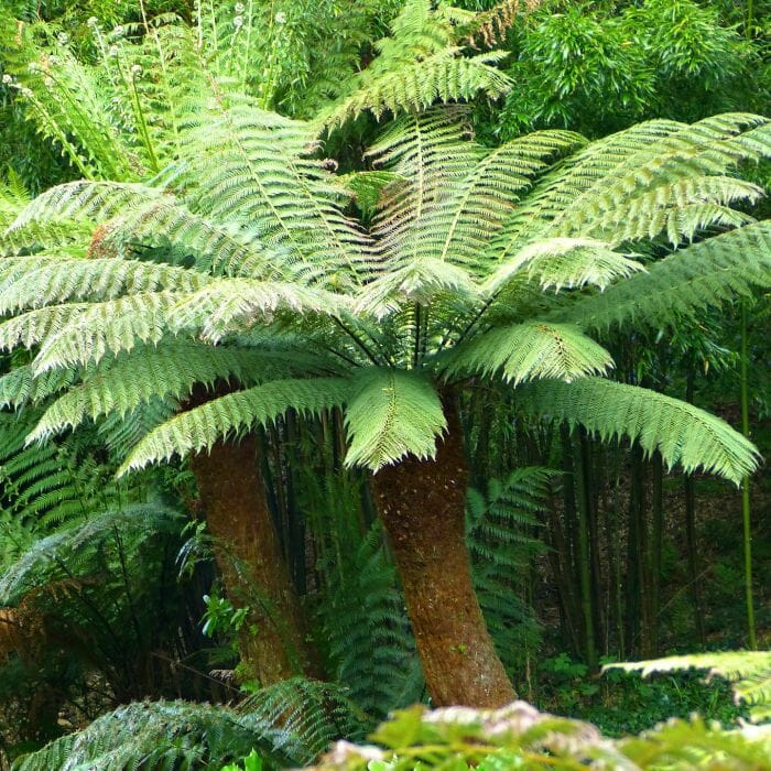 fern tree soft ferns dicksonia antarctica garden plants tropical hello visit 5ft pot hardy