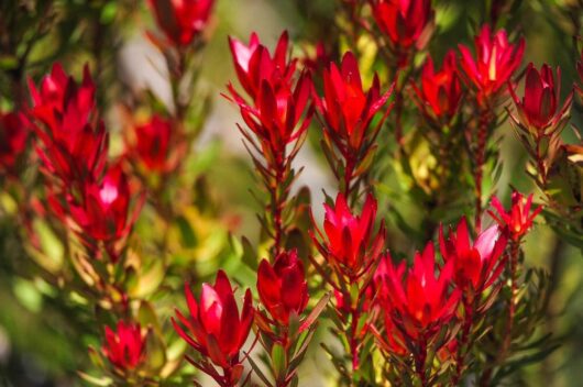 Vibrant red Leucadendron 'Red Devil' 6" Pot flowers blooming amidst verdant foliage.