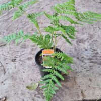 Cyathea 'Rough Tree Fern' 6" Pot