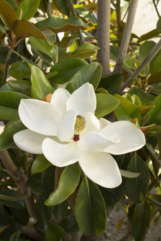 A single white Magnolia 'St Mary' 13" Pot flower in full bloom with glossy green leaves in the background.