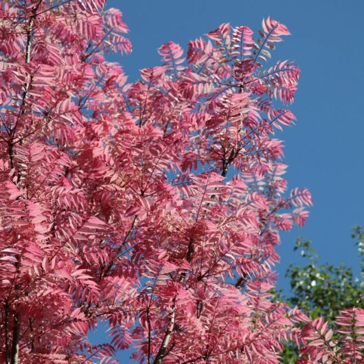 Chinese Pink Cedar @ Hello Hello Plants
