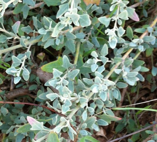 Rhagodia 'Creeping Saltbush' @ Hello Hello Plants