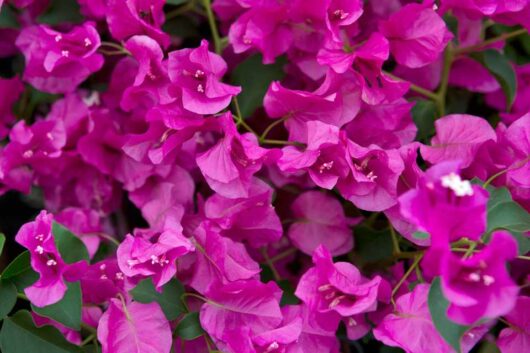 Bougainvillea 'Temple Fire' @ Hello Hello Plants