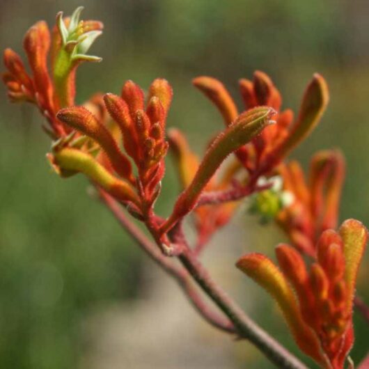 Close-up of vibrant red-orange young leaves sprouting on a branch of Anigozanthos 'Orange Cross' Kangaroo Paw 6" Pot.