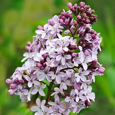 A cluster of Syringa 'Belle de Nancy' Lilac 8" Pot blossoms in bloom.