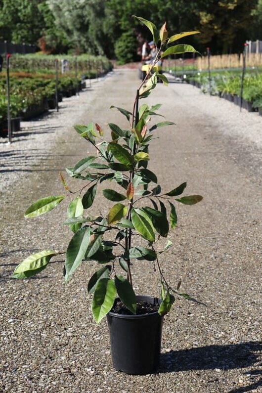 Young Elaeocarpus 'Blueberry Ash' Plant in an 8" black pot centered on a gravel path with garden beds on either side, in a sunlit outdoor setting.