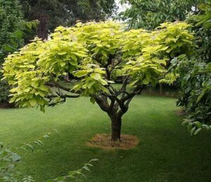 Catalpa 'Golden Indian Bean Tree' @ Hello Hello Plants