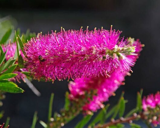 Callistemon 'Mauve Mist' 6" Pot @ Hello Hello Plants