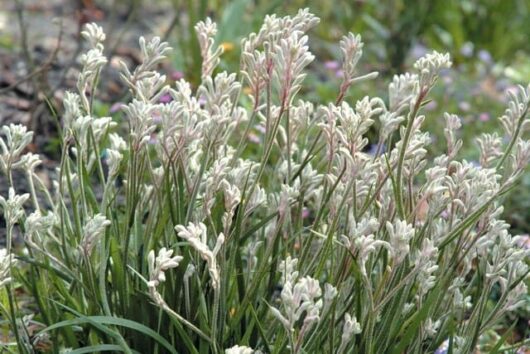 Kangaroo Paw ‘Bush Diamond’ @ Hello Hello Plants