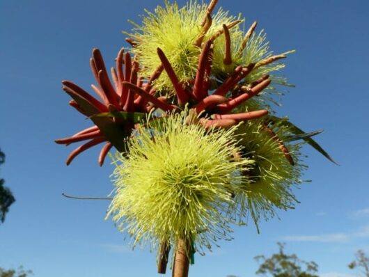 Eucalyptus 'Summer Scentsation' 10" Pot tree flowers in bloom with fluffy yellow stamens and reddish bud caps against a clear blue sky.