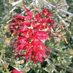 Close-up of a red Grevillea flower with yellow tips, flourishing in a Grevillea 'Seaspray' 6" Pot and surrounded by lush green foliage.