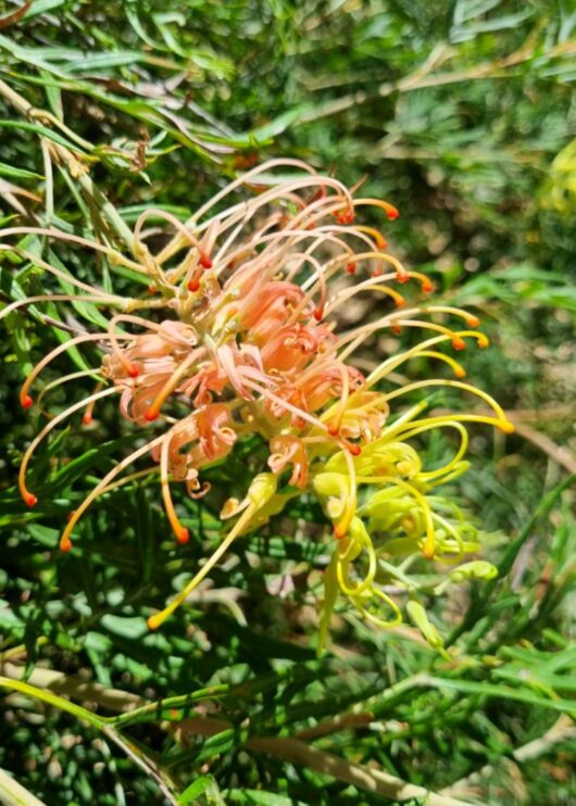 Grevillea hybrid Peaches and Cream Main Photo - Ours