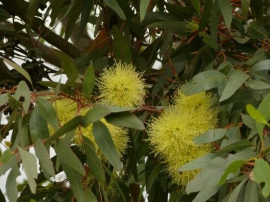 Eucalyptus 'Summer Scentsation'