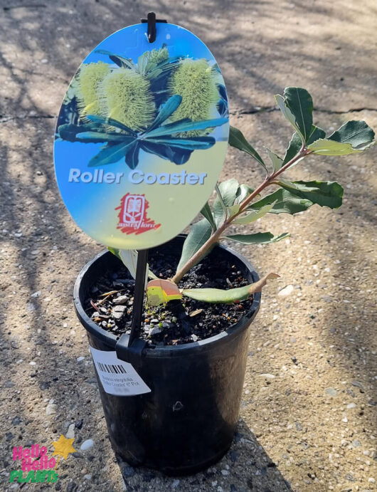 Hello Hello Plants Banksia integrifolia ‘Roller Coaster’ 6in pot
