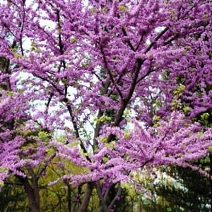 The Cercis 'Judas Tree' displays vibrant pink blossoms amidst dark branches with lush green foliage as a backdrop.