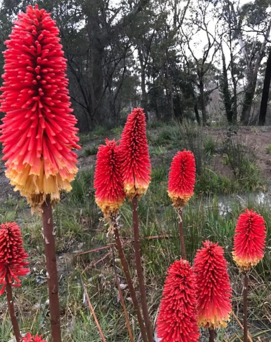 Kniphofia 'Echo Rojo' Red hot Poker 6" Pot