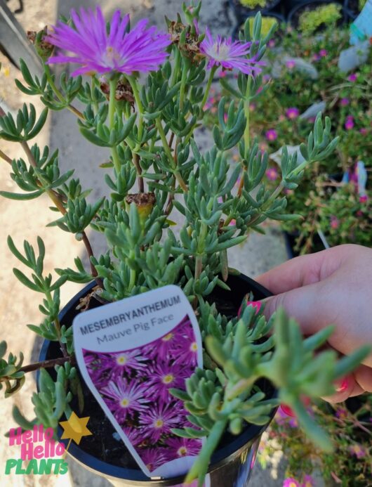 Mesembryanthemum 'Purple' Pig Face 6" Pot