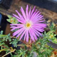 A close-up of Mesembryanthemum Pig Face 'Mauve' in a 6" pot, showing its thin mauve petals and yellow center, surrounded by green succulent leaves.
