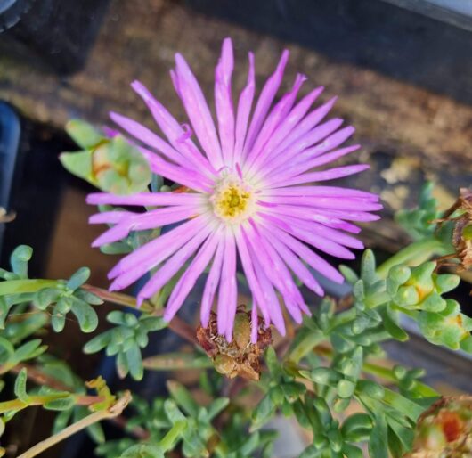 Mesembryanthemum Pig Face 'Mauve'