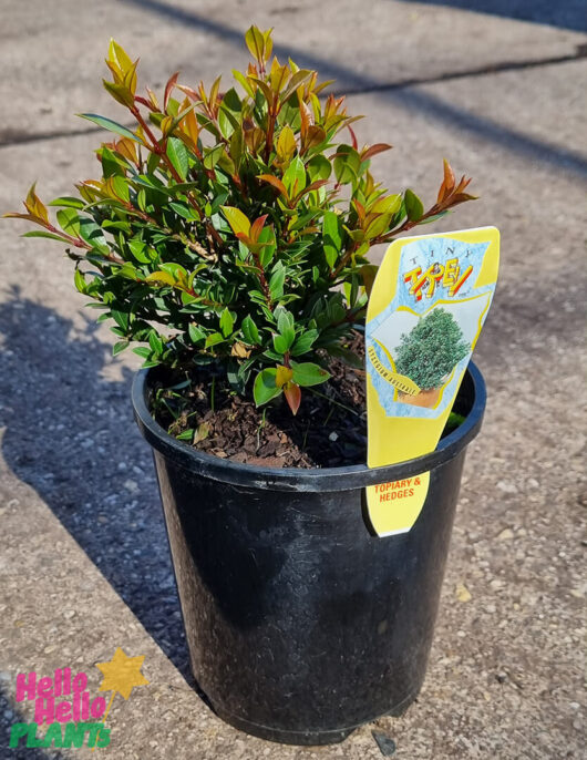 Syzygium 'Tiny Trev' Lilly Pilly 6" Pot