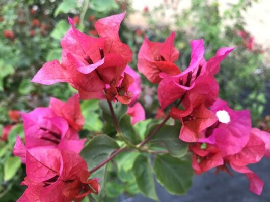 Bougainvillea 'Temple Fire' @ Hello Hello Plants