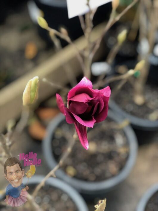 Magnolia Burgundy Star 12" Pot - Freshly Potted @ Hello Hello Plants
