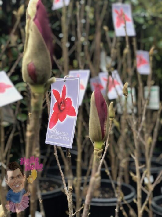 Magnolia Burgundy Star 12" Pot - Freshly Potted @ Hello Hello Plants