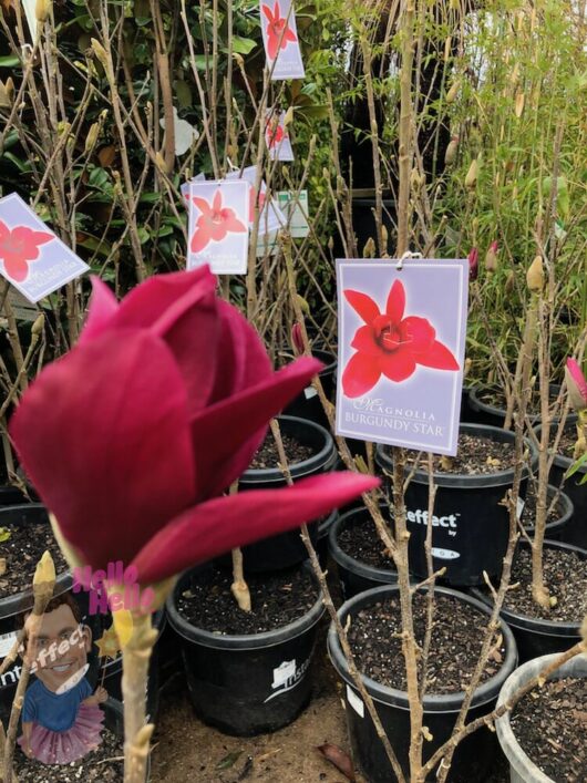 Magnolia Burgundy Star 12" Pot - Freshly Potted @ Hello Hello Plants