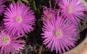 Mesembryanthemum 'Purple' Pig Face 6" Pot