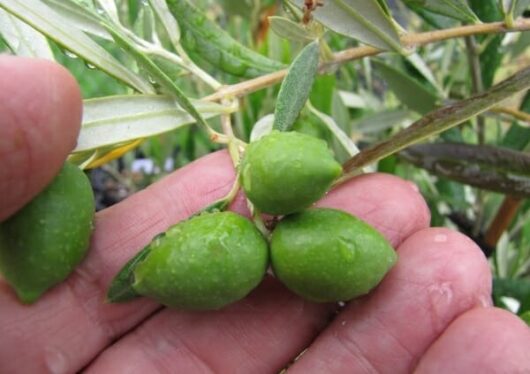 Olive Kalamata Jumbo @ Hello Hello Plants
