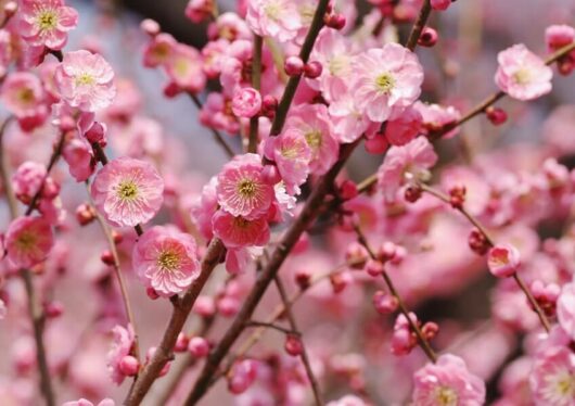 Prunus roseoplena 'Pink Flowering Peach' 10" Pot