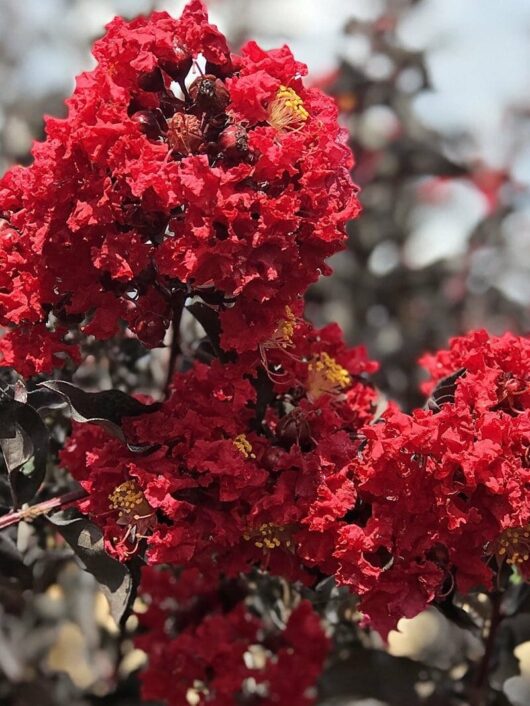 A cluster of vibrant red Lagerstroemia 'Diamonds In The Dark®' (Red Hot) Crepe Myrtle flowers in full bloom, with dark leaves and a blurred background.