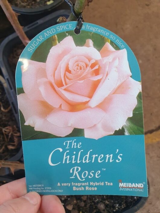 A plant tag for "Rose 'The Childrens' Bush Form," a Hybrid Tea Bush Rose by Meilland International, featuring a photo of a pink rose. The tag highlights the exquisite form and captivating fragrance of this charming rose.