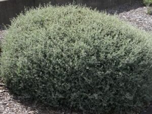 Rhagodia 'Creeping Saltbush' @ Hello Hello Plants