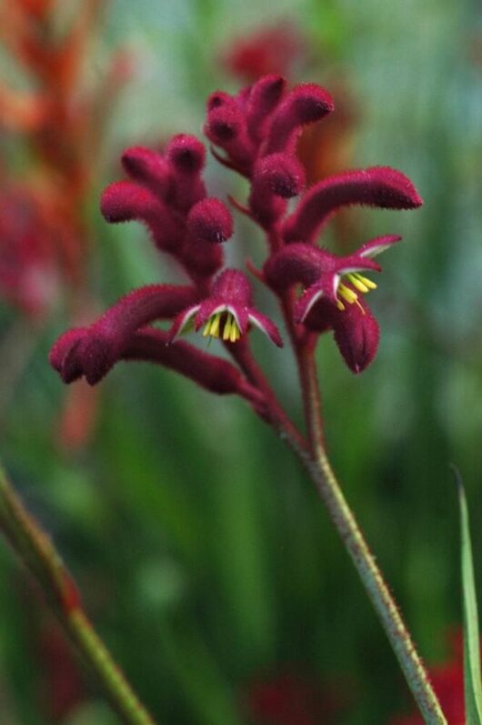 Kangaroo Paw 'Bush Joker' @ Hello Hello Plants