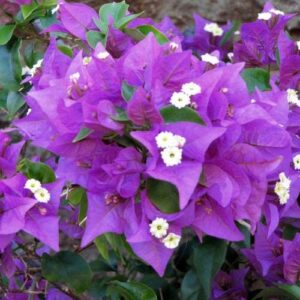 Bougainvillea 'Traillii' @ Hello Hello Plants