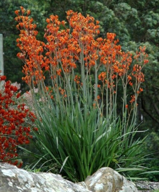 Kangaroo Paw ‘Orange Cross’ @ Hello Hello Plants