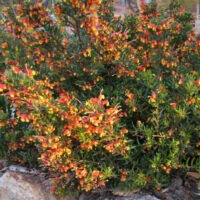 Grevillea Firecracker @ Hello Hello Plants