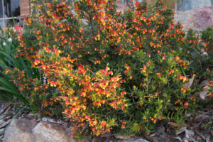 Grevillea Firecracker @ Hello Hello Plants