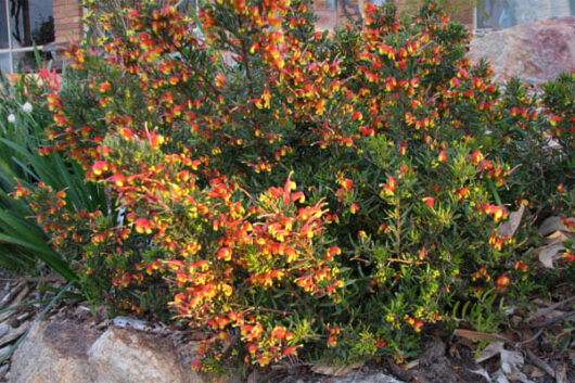 Grevillea Firecracker @ Hello Hello Plants