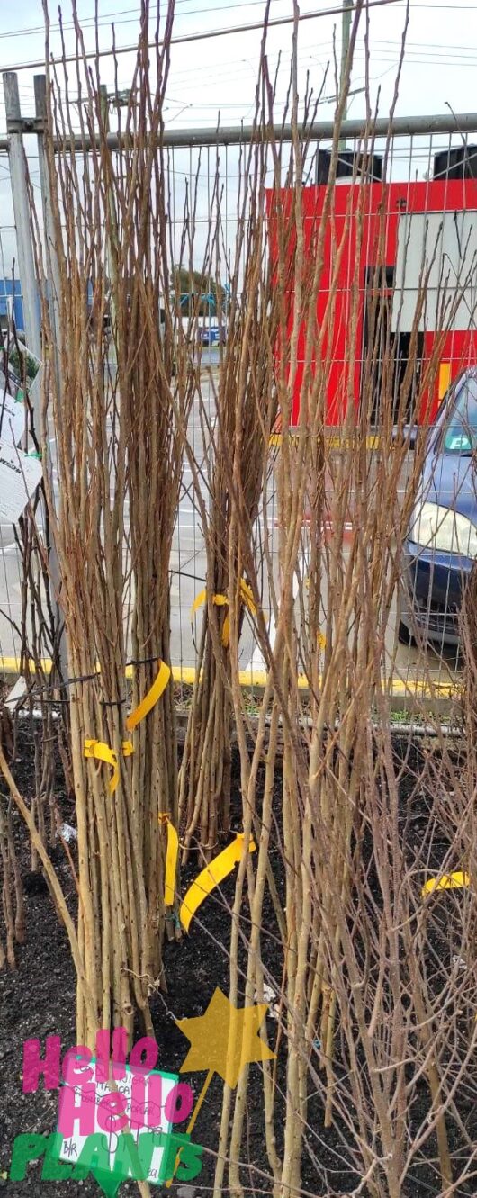 Populus 'Lombardy Poplar' (Bare Rooted)