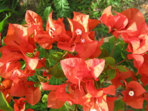 Bougainvillea 'Jamaica Orange' @ Hello Hello Plants