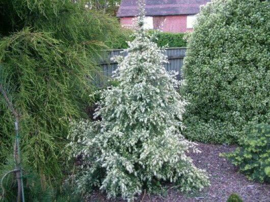 Cedrus 'White Imp' @ Hello Hello Plants