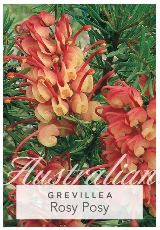 A vibrant cluster of red and yellow grevillea flowers, known as Grevillea 'Rosy Posy' 6" Pot, set against a backdrop of green foliage.