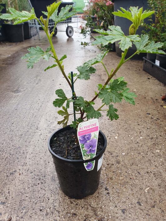 A young Alyogyne 'West Coast Gem' 6" Pot plant, displayed on a wet pavement with a label and blurred background showing a cart and greenery.