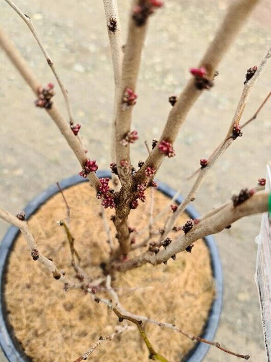 Cercis 'Avondale' Redbud 12" Pot